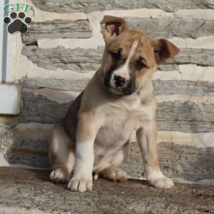 Calli, Boxer Mix Puppy