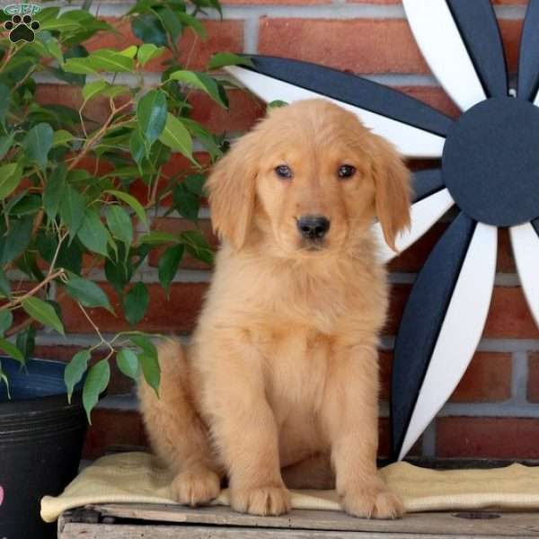 Camile, Golden Retriever Puppy