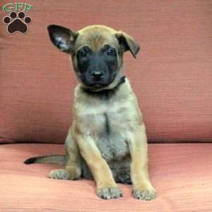 Campbell, Belgian Malinois Puppy