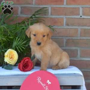Candy, Golden Retriever Puppy