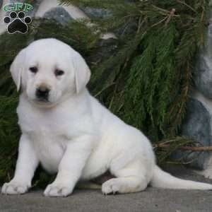 Yellow Labrador Retriever Puppies For Sale | Greenfield Puppies