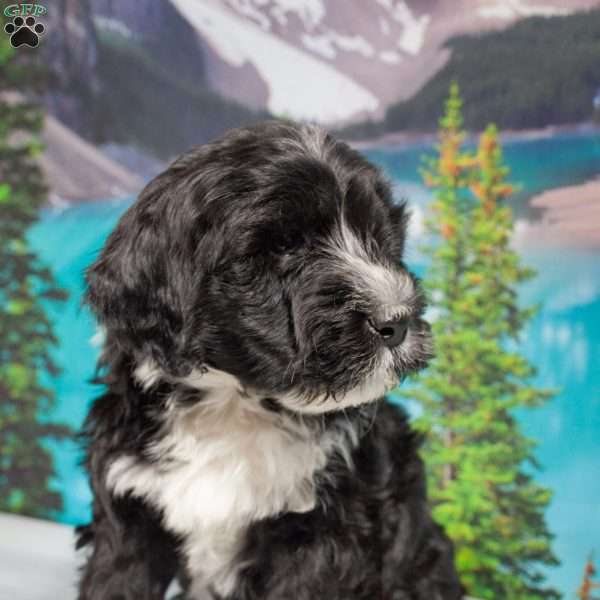 Casey, Portuguese Water Dog Puppy
