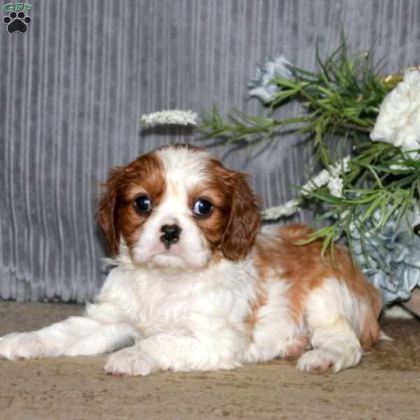 Cayson, Cavalier King Charles Spaniel Puppy