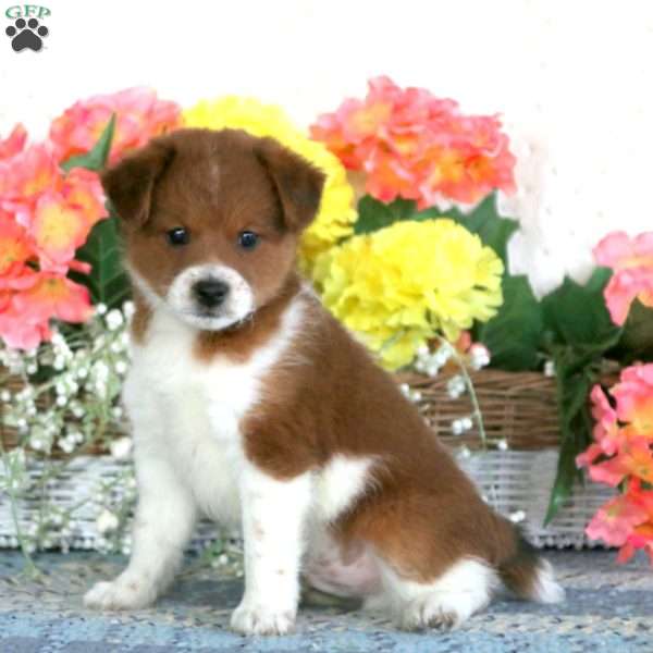 Cayson, Miniature Poodle Mix Puppy