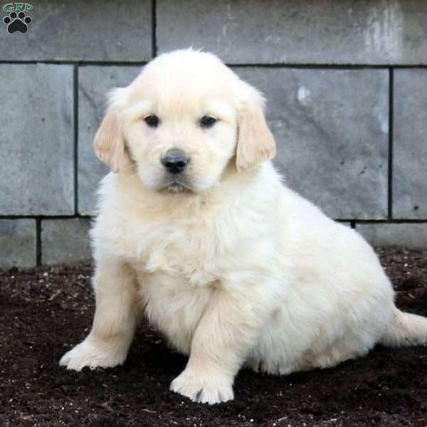 Charmer, Golden Retriever Puppy