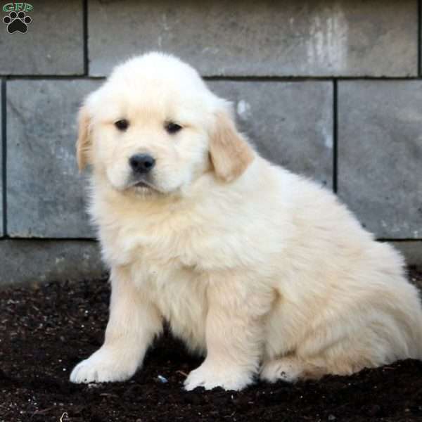 Chelsea, Golden Retriever Puppy