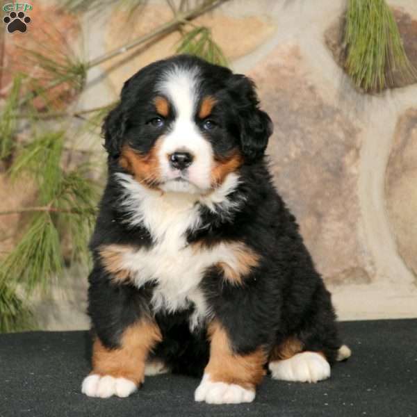 Chelsey, Bernese Mountain Dog Puppy