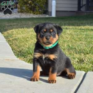 a Rottweiler puppy named Chessie