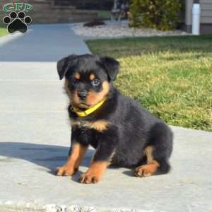 a Rottweiler puppy named Cheyenne