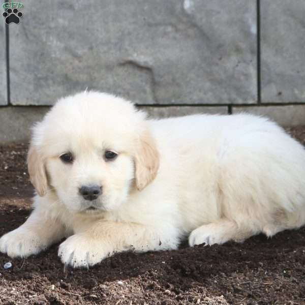 Chico, Golden Retriever Puppy