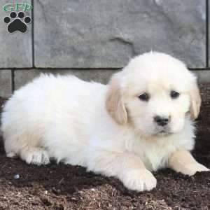 Chico, Golden Retriever Puppy