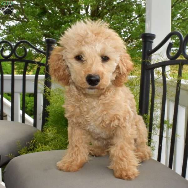 Chipper, Miniature Poodle Puppy