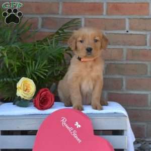 Chloe, Golden Retriever Puppy