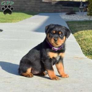 a Rottweiler puppy named Chloe