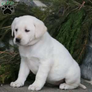 Chloe, Yellow Labrador Retriever Puppy