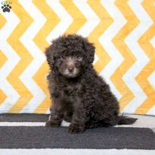 Chocolate Chip, Miniature Poodle Puppy