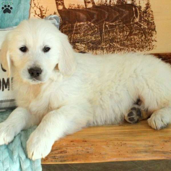 Chuckie, English Cream Golden Retriever Puppy