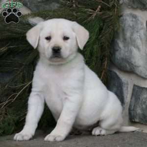 Clover, Yellow Labrador Retriever Puppy