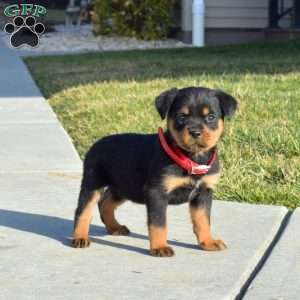 a Rottweiler puppy named Cocoa