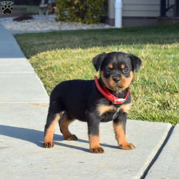 Cocoa, Rottweiler Puppy