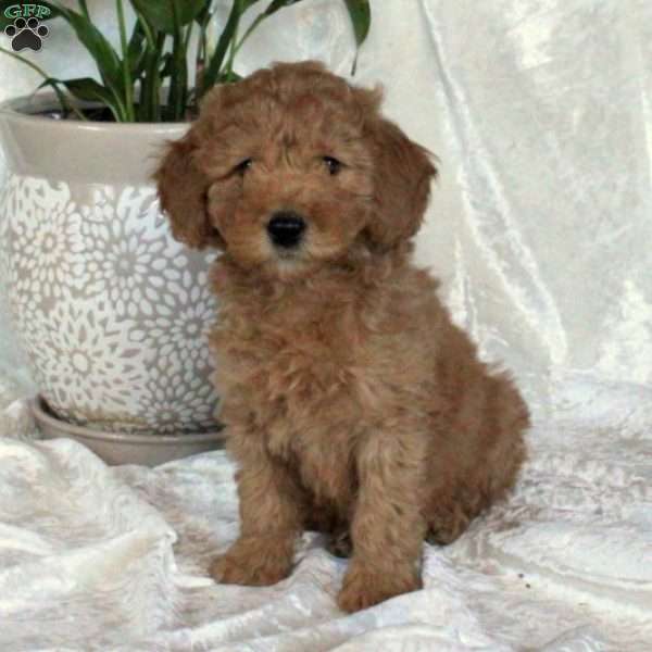 Cody, Mini Goldendoodle Puppy