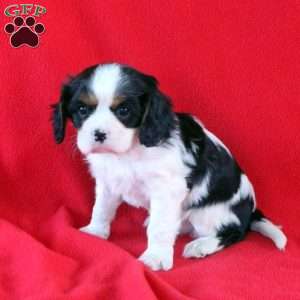 Cody, Cavalier King Charles Spaniel Puppy
