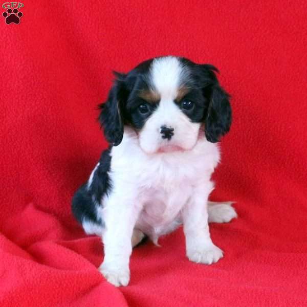 Cody, Cavalier King Charles Spaniel Puppy