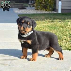 a Rottweiler puppy named Colt