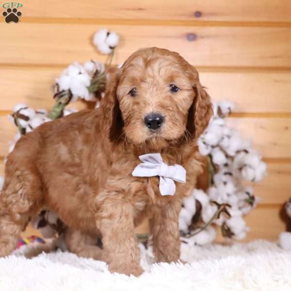 Cubby, Goldendoodle Puppy