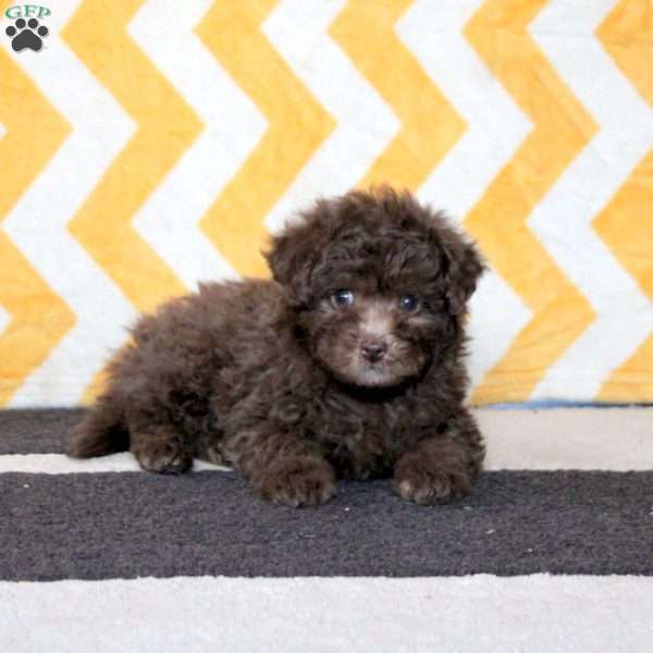 Cupid, Miniature Poodle Puppy