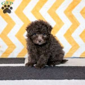 Cupid, Miniature Poodle Puppy