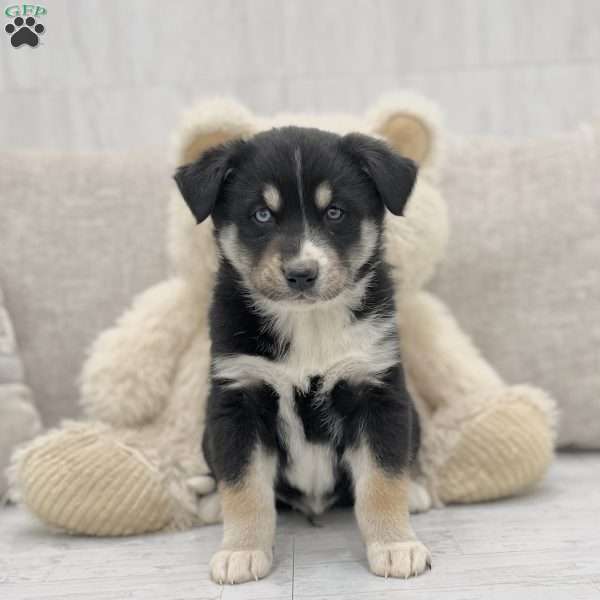 Luka, Australian Shepherd Mix Puppy