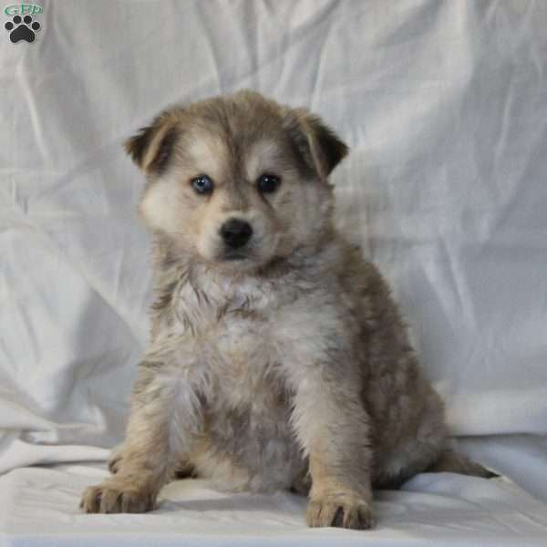 Cathy, Alaskan Malamute Mix Puppy