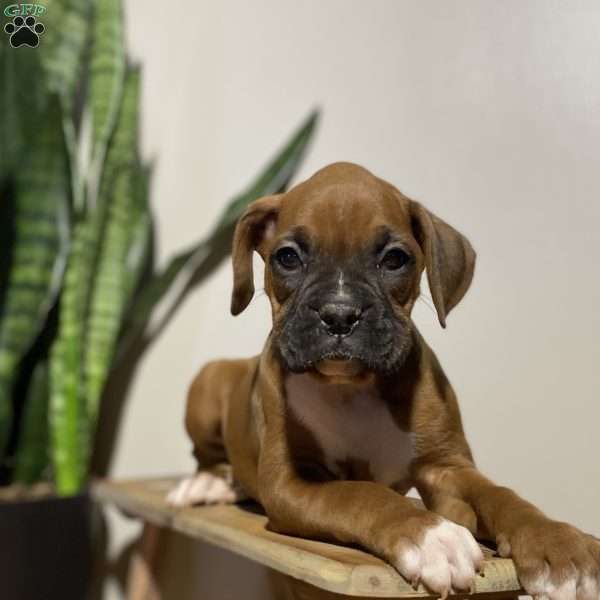 Snoopy, Boxer Puppy