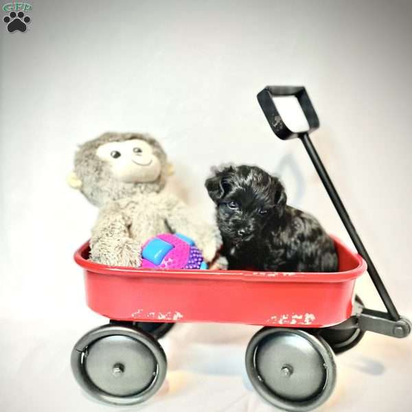 Andy, Yorkie-Poo Puppy