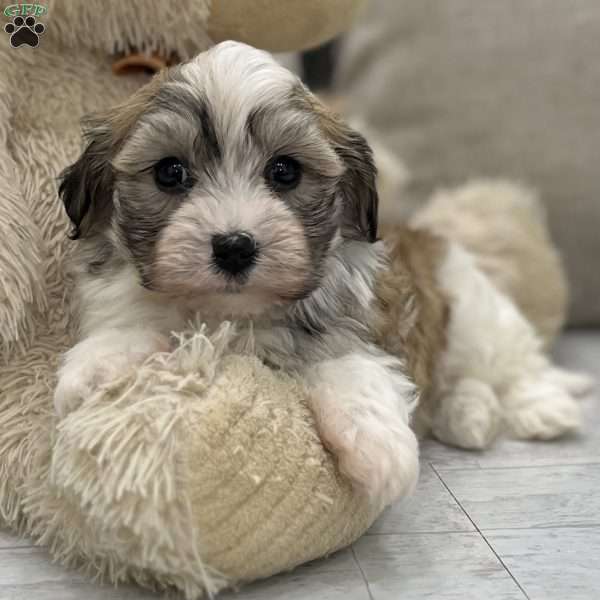 Teddy, Havanese Puppy