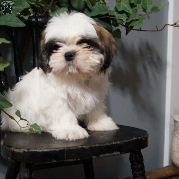 Max, Shih Tzu Puppy