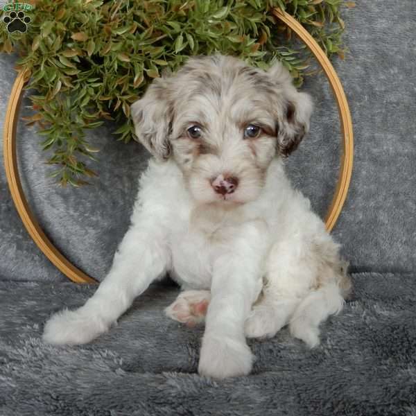 Daisy (F1b), Mini Labradoodle Puppy