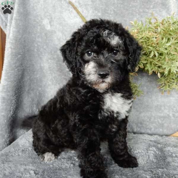Dolly (F1b), Mini Labradoodle Puppy