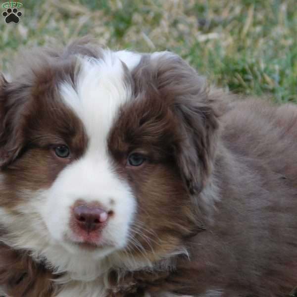 J D, Toy Australian Shepherd Puppy