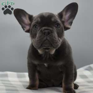 Abigail, French Bulldog Puppy