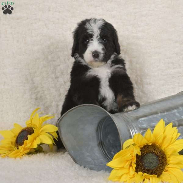 Princess, Bernedoodle Puppy