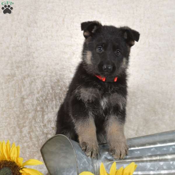 Hailey, German Shepherd Puppy