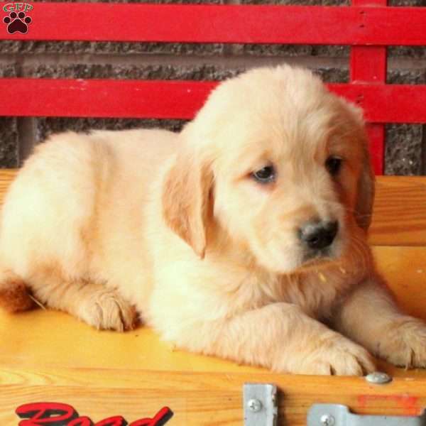Dahlia, Golden Retriever Puppy