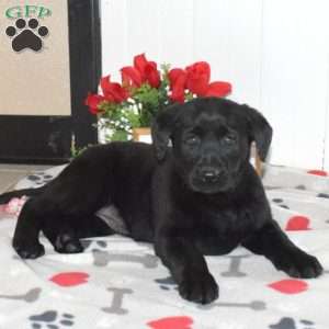 Daisy, Black Labrador Retriever Puppy