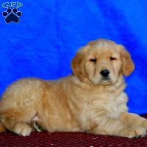 Dandy, Golden Retriever Puppy