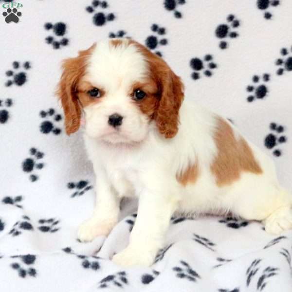 Darla, Cavalier King Charles Spaniel Puppy