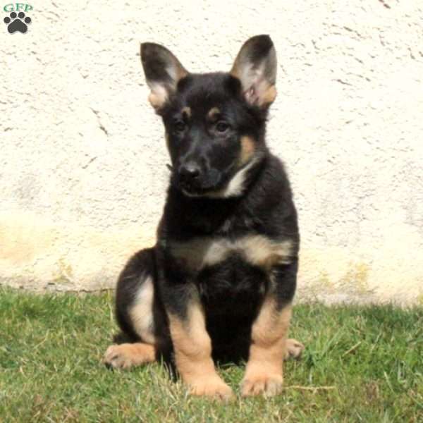 Darla, German Shepherd Puppy