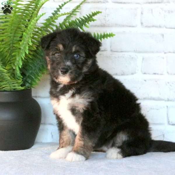 Deedra, Miniature Poodle Mix Puppy