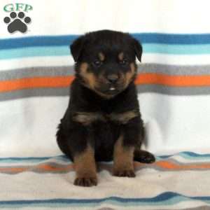 a Rottweiler puppy named Denver
